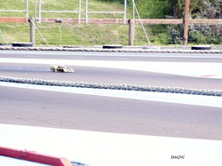 course de ligue 8 mai